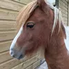 missislag
