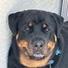 .rottweilerlokiii