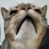 bonkatronn