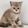 chatonstrasbourg