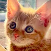 cosmo.the.gingercat