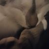 ayshalovesstormy1