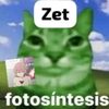 zettempur37