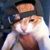 elbottt_