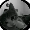 beeppwwoo