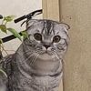 fan_nekomods