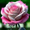 md.khairul.islam9323