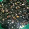 vi.ngoan6