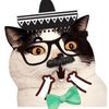 heehungcat