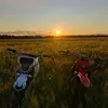 regul_moto1500