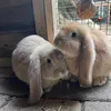 ozzyandginger