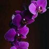 orchids_obsessed