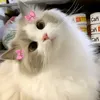 creamy_moon_x377