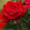 samreenshakeel149