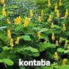 kabakofura0