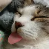 feliq555