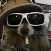 racoon_gang6