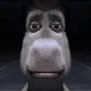 domfr21