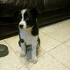 deffonotffion1