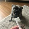 averything__bagel