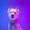 westie_skytopia
