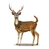 deer7440