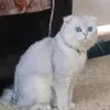 mmjhgs