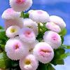 user5204527181030