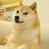 dogethe.dog.2014.2