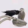 .taxidermist