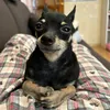 luciousmashle1