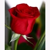 redrose3991