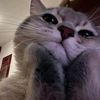 cat.li213