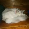 kucing1933