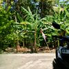 yukka_baru