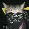 hanz_4731