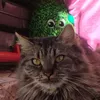 idk_of_real_capybara6119