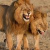 lionceauetie