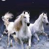 user83716216161712