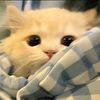 mikaaaww7