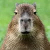 capy0685