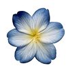 rose826023