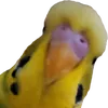 tutijr5