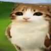 cheeseburgerhardcoresex
