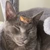 fulanokitty