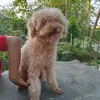 xuanput6823