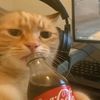 justhechillgamincat
