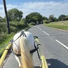 shanefoyy1