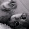 surber_