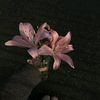 lonalinda.2033